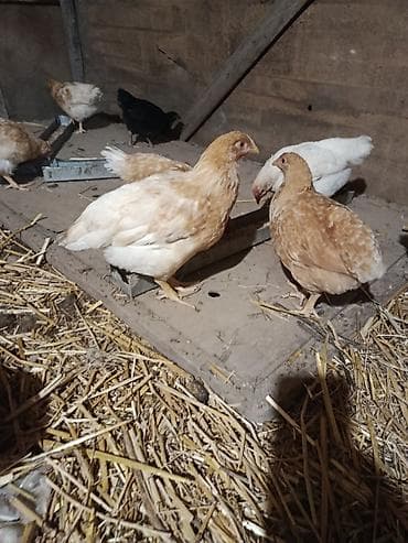 etlik cuce satisi: Məhsul: Ev şəraitində bəslənən yumurta və ət istiqamətli lohman Braun — 3