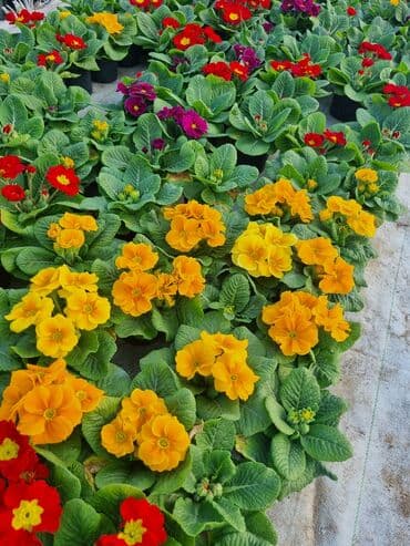 qızıl gül buketi: Gullerin satişi — 12