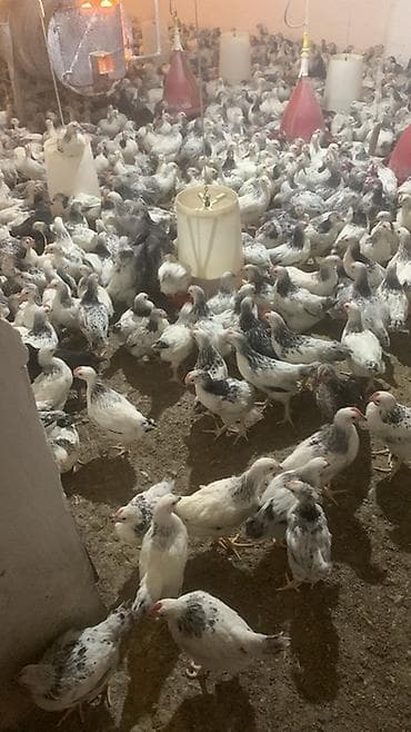 kend cucesi: Toyuq cücələri, Damazlıq — 3