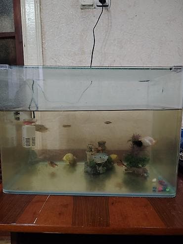 Akvarium dəsti Kicik bir catı var amma təmir edilib - Şüşə akvarium