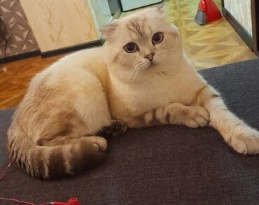 ucuz pisikler: Şotland, Erkək, Cütləşmə üçün — 1