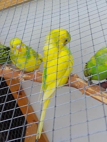 bulbul kanarya: Məhsul: dalmatin və klassik rənglərdə bixrom və ya monoxrom dalğalı — 4