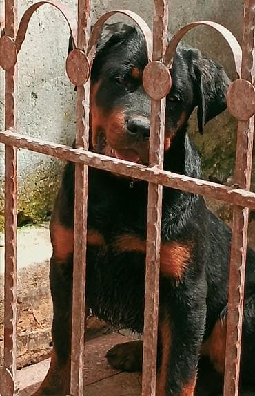 it yemi satisi: Rotveyler, 4 ay, Erkek, Peyvəndli, Ünvandan götürmə — 3