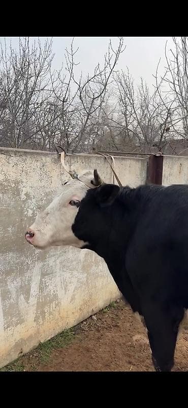 kullu xoruz heyratı: Simental tipli inək və buzov dəsti - Cins: Simental tipli, qara‑ağ — 5