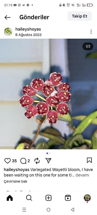 çiçek: Bitkilər – Hoya wayetii (variegated) çiçəklənməsi - Nadir — 1