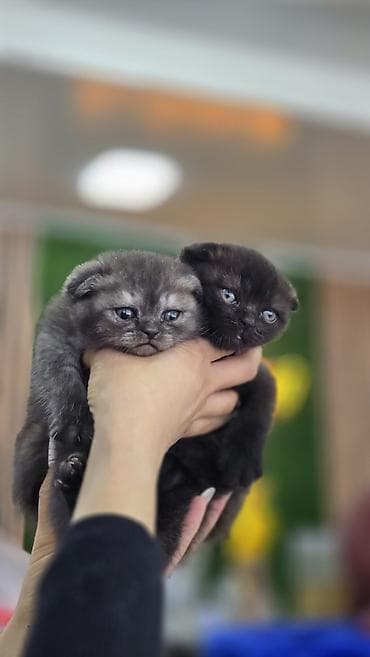 pişik satisi 2020: Şotland, Dişi — 2