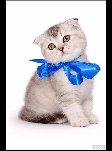 iran pisiyi: Şotland — 1