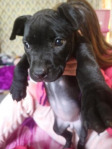 it agizligi: 2 ay, Dişi, Ünvandan götürmə — 4