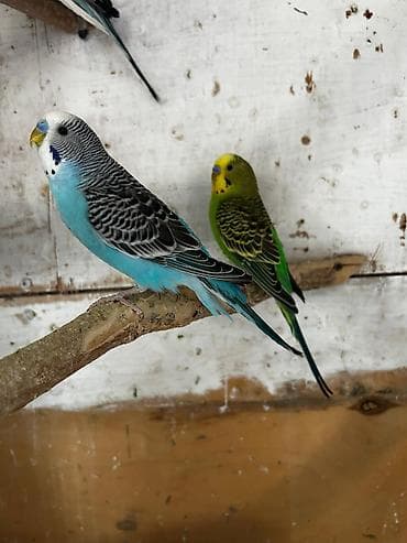 Tutuquşları: Cütə hazır erkek mavi erkek tutuqusular satılır, əlaqə votsap yalnız — 2