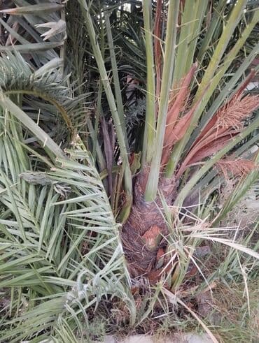 profnastil satisi: 🌴 Böyük Xurma Ağacı + Balacalar Satılır 🌴 10+ illik, ~4 metr — 5