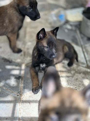 it adları oglan: Belçika çoban iti, 1 ay, Peyvəndli — 3