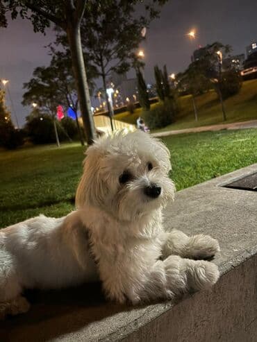 it geyim: Ağ tüklü, kiçik ölçülü ev iti – Maltipoo tipli (Maltese x Poodle) — 1