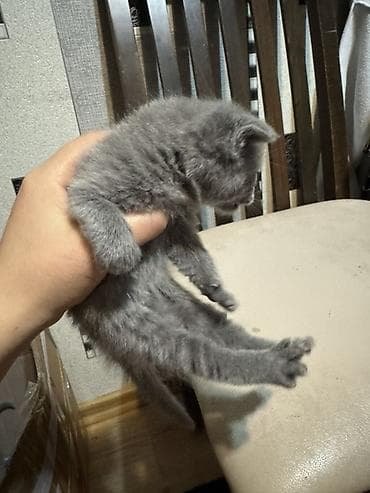 husky balasi satilir: Erkək, Dişi, Yaxşı əllərə — 2