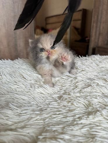 bala keçi: Fars, Erkək, Dişi, Yaxşı əllərə, Ünvandan götürmə, Pulsuz çatdırılma, Ödənişli çatdırılma — 1