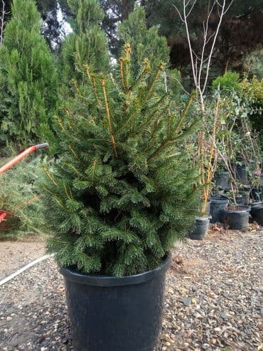 sumax ağacı: Yeni il şamları Pixta və Kremlovski təbii şamlar dibçəkdə topdan en — 23