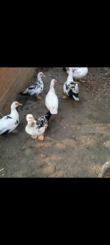 Musk ördəkləri (indoutka) – müxtəlif rəng çeşidləri - Növ: Musk lalafo.az -da Musk ördəkləri (indoutka) – müxtəlif rəng çeşidləri - Növ: Musk