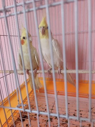 amadin gulda: Nymph paraketləri (Cockatiel) – 2 ədəd cüt Xüsusiyyətlər: - Rəng — 1
