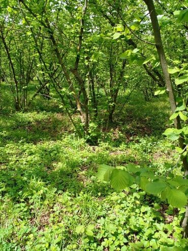 mehtabatda torpaq satilir: 32 sot, Mülkiyyətçi, Kupça (Çıxarış) — 11