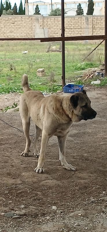 lelekli heyvanlar: Kanqal, 2 il, Erkek, Peyvəndli, Ödənişli çatdırılma — 5