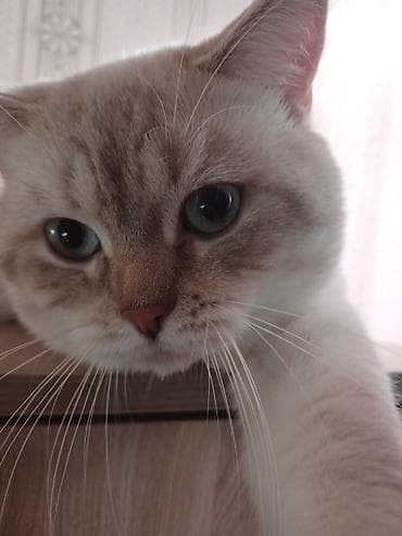 pişik satilir: Britan — 6