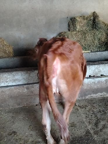 quzu satisi: Satışda: qırmızı rəngli dişi dana Xüsusiyyətlər: - Süd və ət — 4