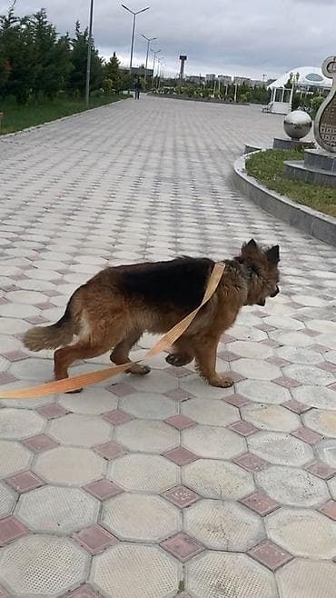 Alman çoban iti, 1 il, Dişi, Ünvandan götürmə