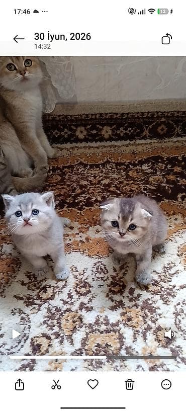 pişik şotlan: Şinşilla — 8