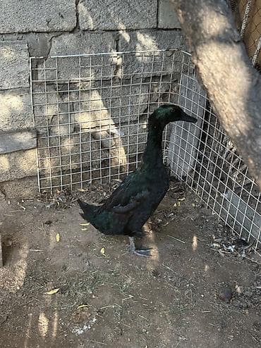ördək qaz: Erkək, Damazlıq, Ünvandan götürmə — 6