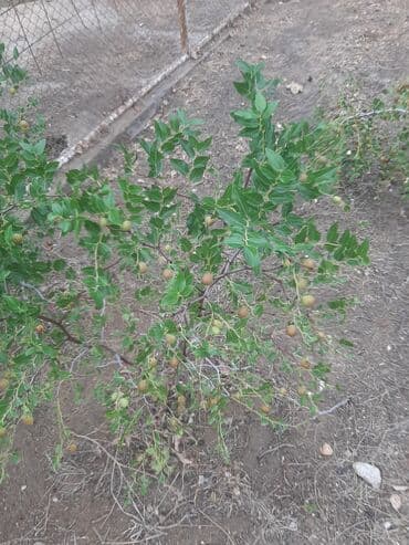 leylandra ağacı: İydə və innab tingləri .Ünvan Bilgəh.Razılaşma yolu ilə.Ağacların — 10