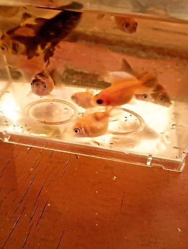 oranda balığı: Oranda 1ədədi 4manat Məhsul: Akvarium üçün qızıl balıq (fantail və — 2