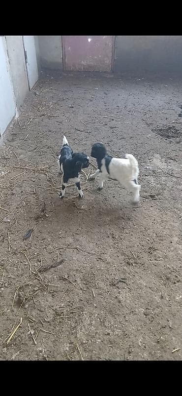 Quzu: Ekiz balali balalari ikisde diwdi keci 4 5 qarin doq.uw kecidi cox — 1