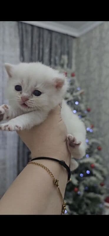 pişiklər üçün: Britan, Yaxşı əllərə — 5