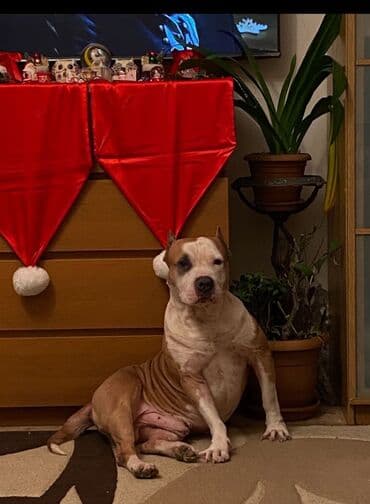 pitbul satışı: Питбуль, 2 месяца, Самка, Самовывоз — 3