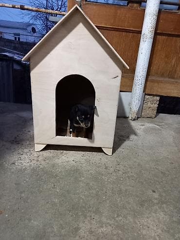 İt Damı 50 AZN
İstənilən ölçüdə düzəltmək olar lalafo.az -da İt Damı 50 AZN
İstənilən ölçüdə düzəltmək olar