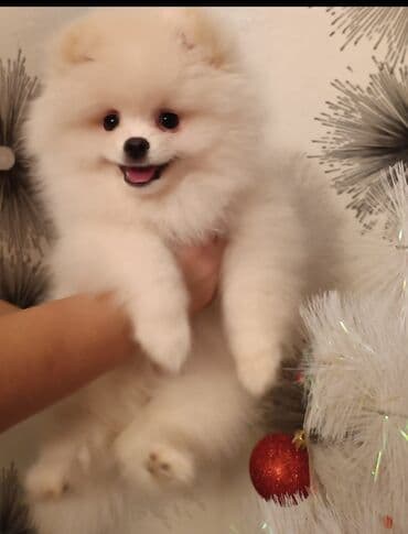 it davasi 2019: Şpitz, 3 ay, Dişi — 1