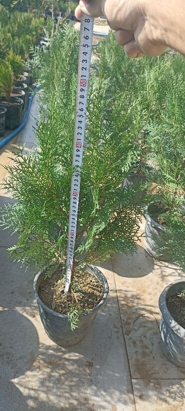 gül toxumları satışı: Dekorativ çöl bitkilərinin satışı və Sifarişlə yetişdirilməsi.Satış — 7