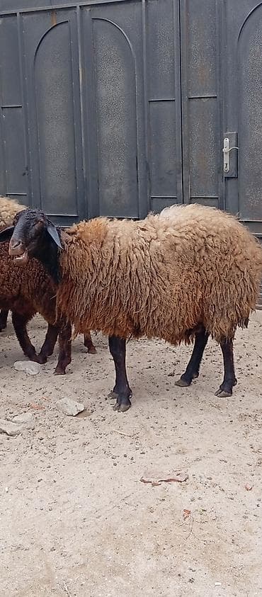 qala qoçu: Salam ünvan Bakıin maştağa kendi obşi 9 baş heyvanlar 1 baş qoçdu 1 — 4