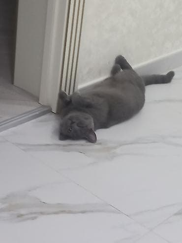 şotlan pişiyi: Britan, Dişi, Yaxşı əllərə, Ünvandan götürmə — 6