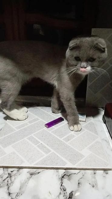 pişik alıram: Şotland yastı qulaq — 6