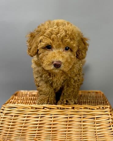 Ножи: Пудель — 7