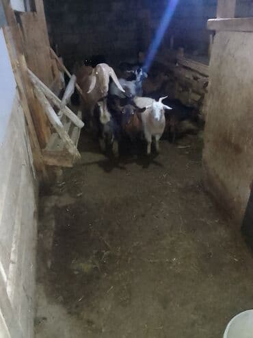 Satışda: keçi sürüsü - Növ: yerli və qarışıq cins keçilər - Say: bir