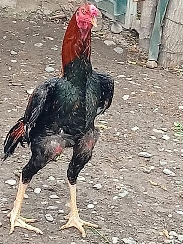 avstralop xoruz: Cins xoruz – uzunboy, güclü skeletli, möhkəm ayaqlı. - Rəng — 1