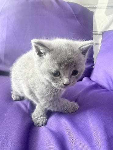 kangal balası: Britan — 7