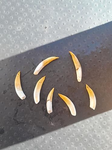 набор инструментов в баку: 050 967 27 34: Təbii heyvan dişi yarımfabrikatı (sümük/diş parçaları) — 2