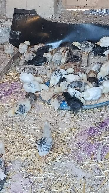 gəncə toyuq satan: Toyuq cücələri, Ətlik — 1