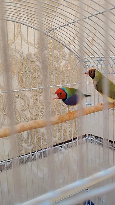 amadin satilir: Gouldian Finch (Gould amadinləri) –1 cüt satılır tam sağlam quşlardı — 1
