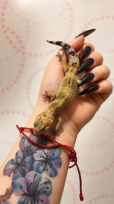 Heyvanlar: Nadir rəng çalarlarına malik dişi gecko balası ( leopard gecko ) — 2
