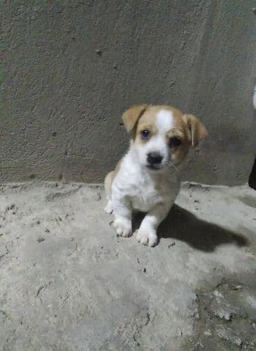 balasına süd verməyən qoyuna nə deyirlər: Zvonok, 2 ay — 4