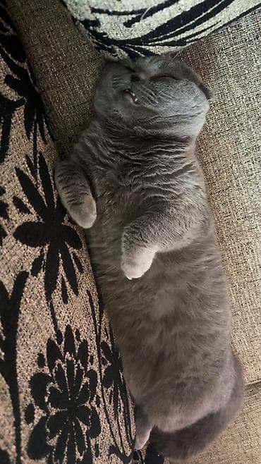 Pişiklər: Şotland — 4