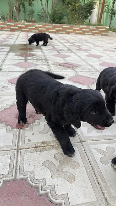 Labrador Retriver 12.04.26 dogulublar qurd dermanlari verilib dişi lalafo.az -da Labrador Retriver 12.04.26 dogulublar qurd dermanlari verilib dişi